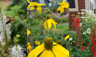 Native Plants At Garden Centre